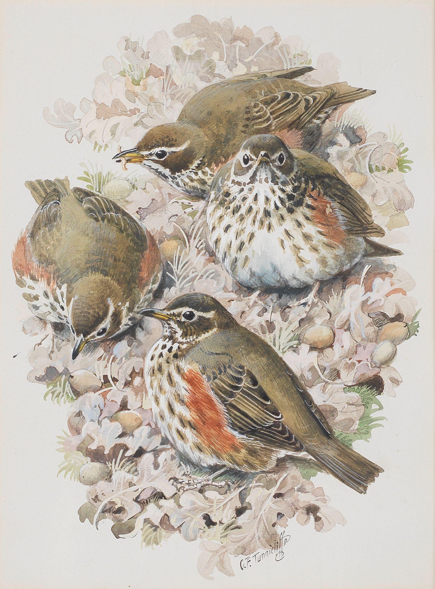 Charles Frederick Tunnicliffe O.B.E., R.A. - Four Baby Thrushes on Oak Leaves
