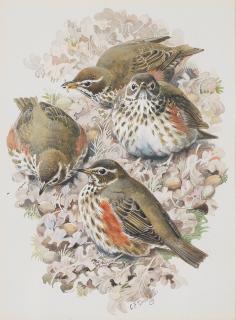 Charles Frederick Tunnicliffe O.B.E., R.A. - Four Baby Thrushes on Oak Leaves