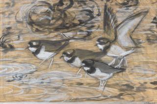 Charles Frederick Tunnicliffe O.B.E., R.A. - Four Ringed Plovers