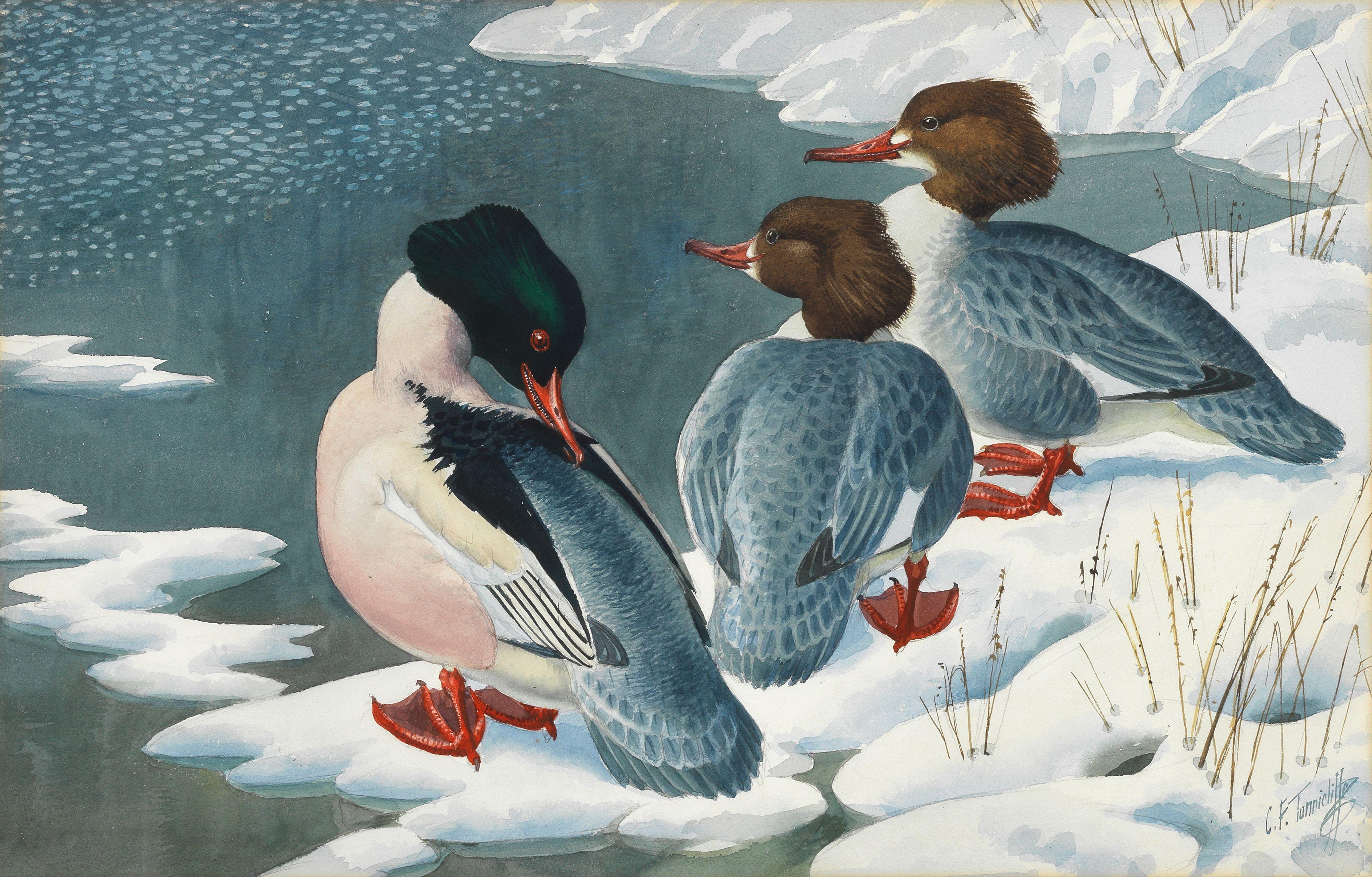 Charles Frederick Tunnicliffe O.B.E., R.A. - Goosanders Ashore