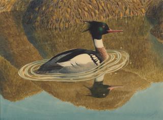 Charles Frederick Tunnicliffe O.B.E., R.A. - Merganser Up
