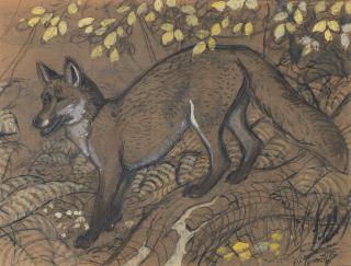 Charles Frederick Tunnicliffe O.B.E., R.A. - The Young Fox