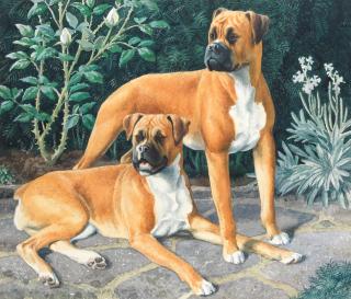 Charles Frederick Tunnicliffe O.B.E., R.A. - Two Boxer Dogs