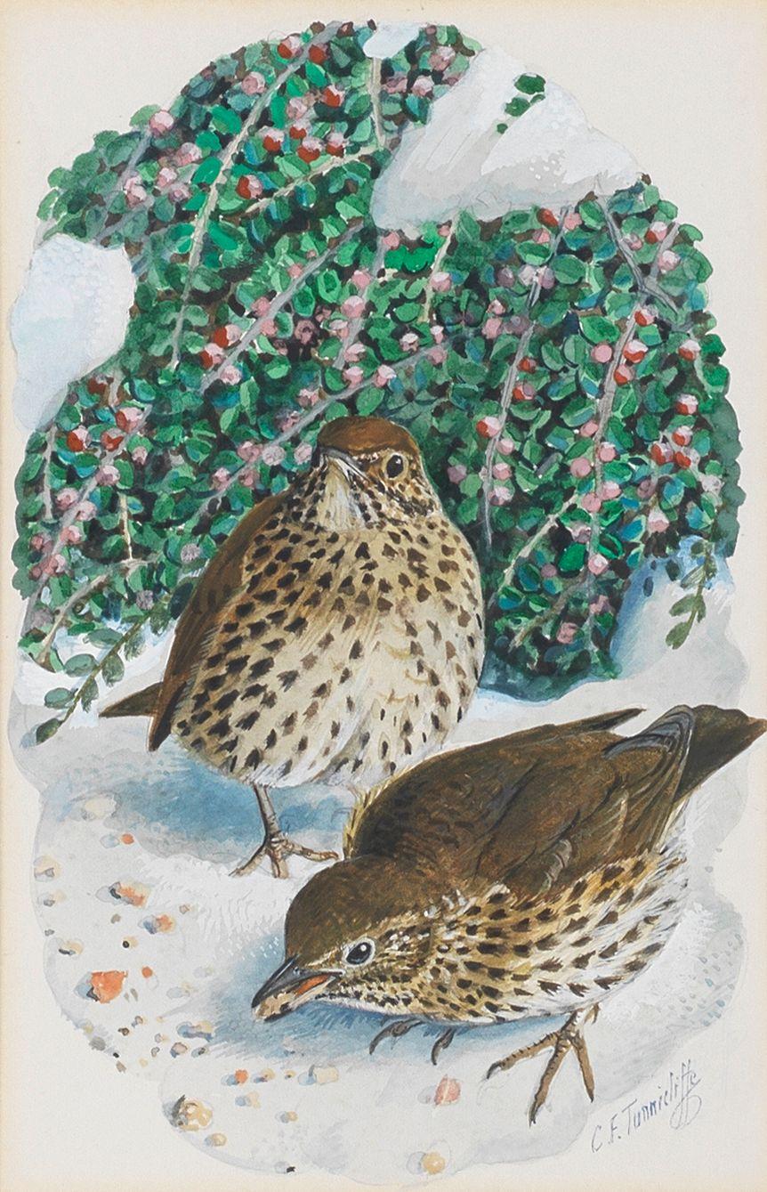 Charles Frederick Tunnicliffe O.B.E., R.A. - Two Thrushes Eating Breadcrumbs