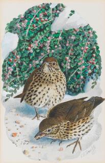 Charles Frederick Tunnicliffe O.B.E., R.A. - Two Thrushes Eating Breadcrumbs