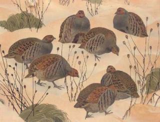 Charles Frederick Tunnicliffe, R.A. - A Covey of Grey Partridges In The Snow