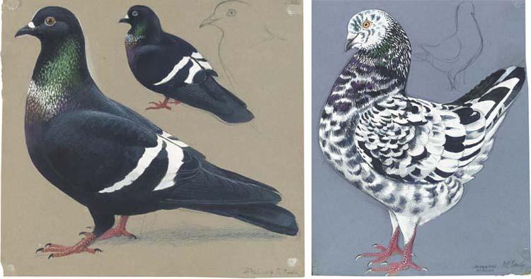 Charles Frederick Tunnicliffe R.A. - A Magnani Modena Pigeon (illustrated); Two Starling Pigeons (one illustrated); A Swabian or Starling Pigeon; and A Swabian Pigeon