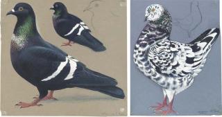 Charles Frederick Tunnicliffe R.A. - A Magnani Modena Pigeon (illustrated); Two Starling Pigeons (one illustrated); A Swabian or Starling Pigeon; and A Swabian Pigeon