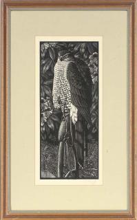 Charles Frederick Tunnicliffe, R.A. - A perched falcon