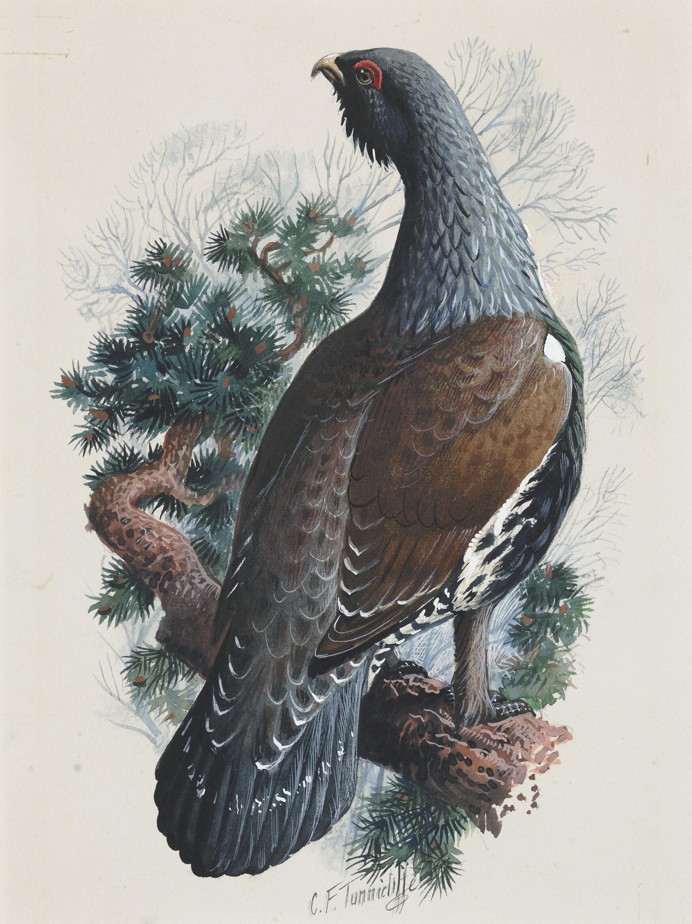 Charles Frederick Tunnicliffe, R.A. - Capercaillie