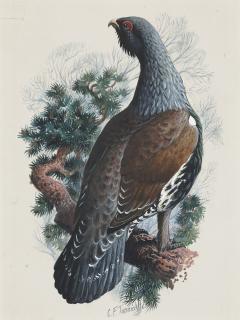 Charles Frederick Tunnicliffe, R.A. - Capercaillie