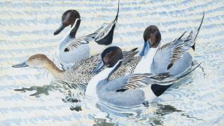Charles Frederick Tunnicliffe, R.A. - Courting pintails