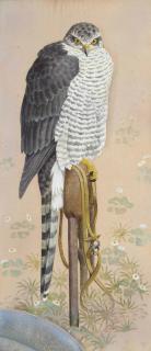 Charles Frederick Tunnicliffe, R.A. - Goshawk