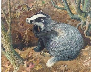 Charles Frederick Tunnicliffe, R.A. - July Sun