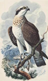 Charles Frederick Tunnicliffe, R.A. - Osprey