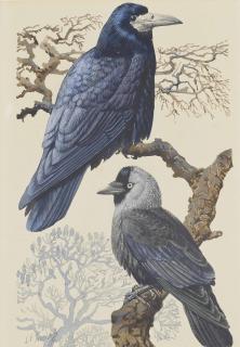 Charles Frederick Tunnicliffe, R.A. - Rook and jackdaw