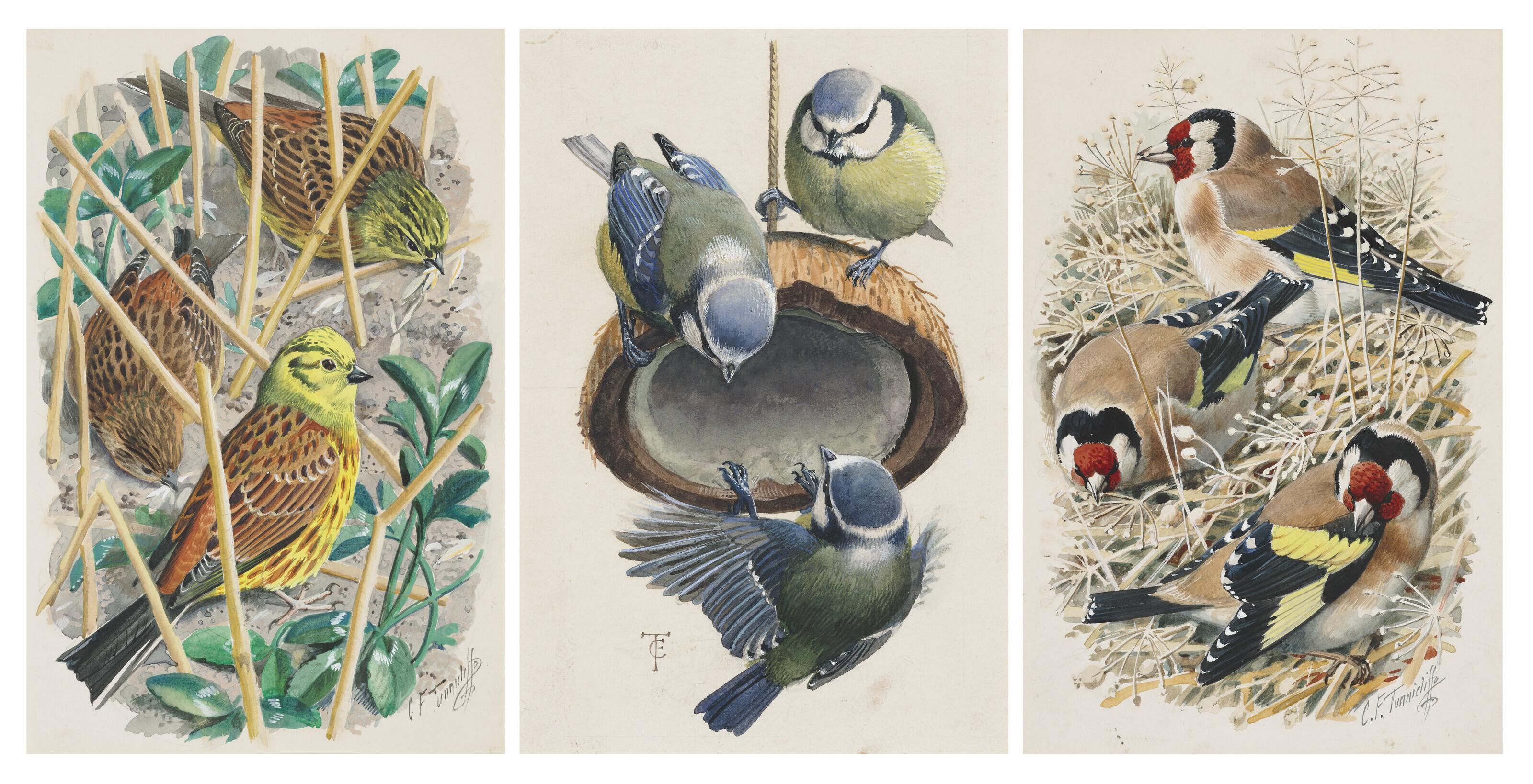 Charles Frederick Tunnicliffe, R.A. - Three drawings of garden birds: Greenfinches, Goldfinches and Bluetits