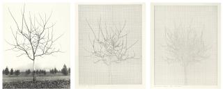 Charles Gaines - Walnut Tree Orchard