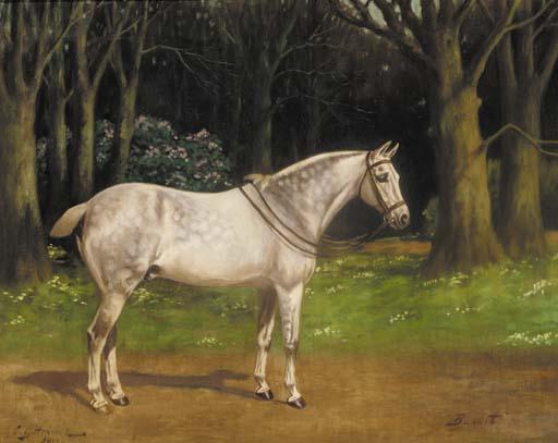 Charles Gatehouse - Basket, a dapple grey hunter on a wooded track