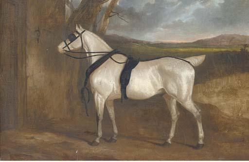 Charles Hancock - A Grey Carriage Horse