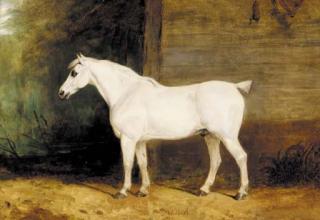 Charles Hancock - Punch, a grey horse by the side of a barn