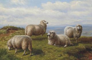 Charles Jones, R.C.A. - Sheep on the hill