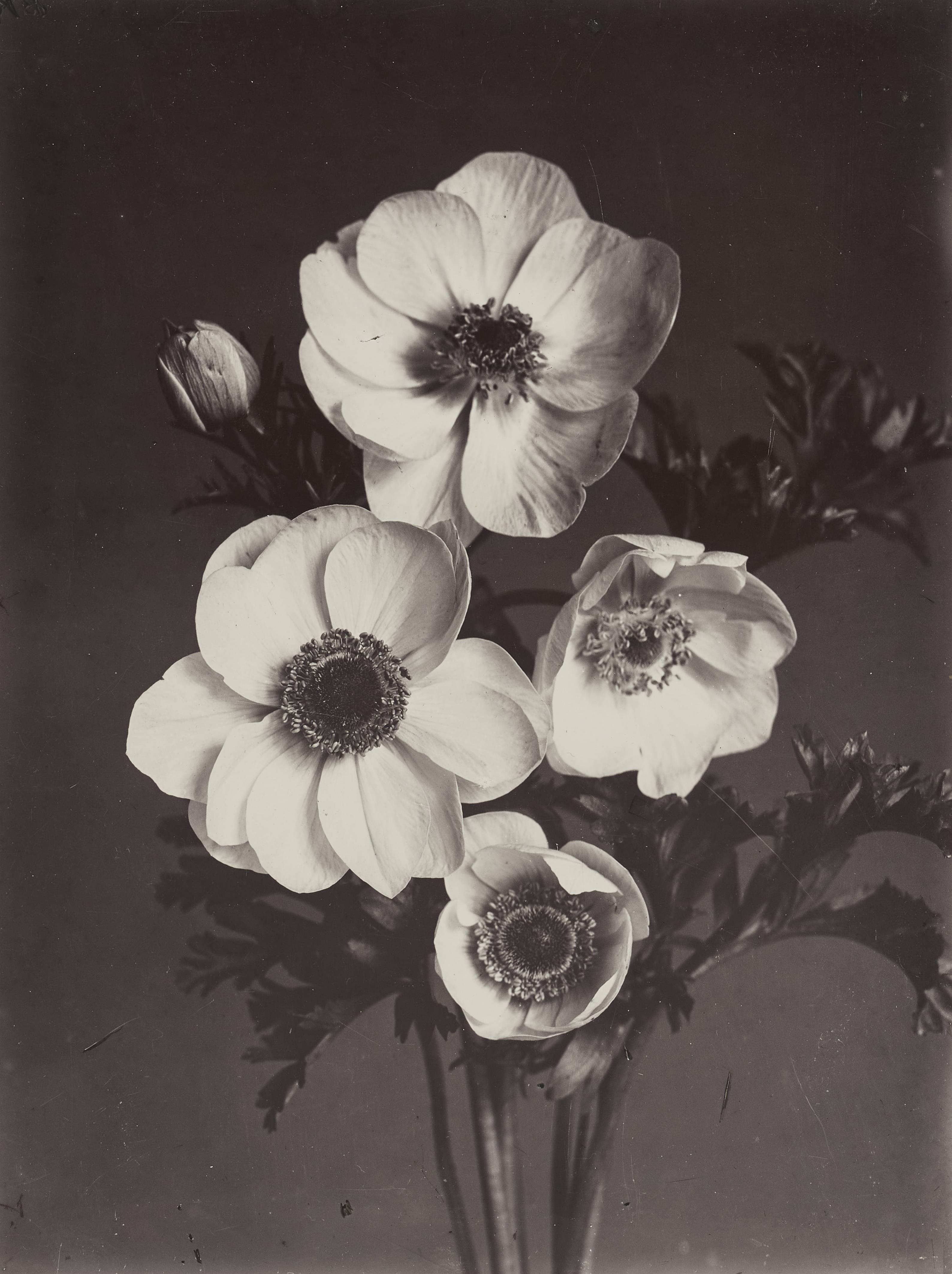 Charles Jones - Anemone Single White