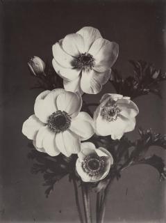 Charles Jones - Anemone Single White