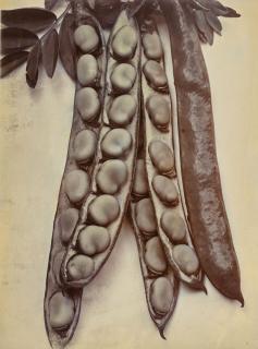 Charles Jones - Bean Longpod, c. 1900