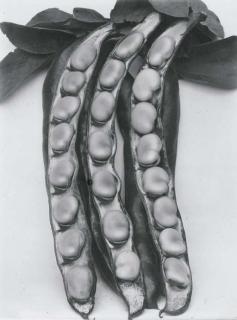 Charles Jones - Bean, Longpod, Circa 1900; And Onion, Ailsa Craig, Circa 1900