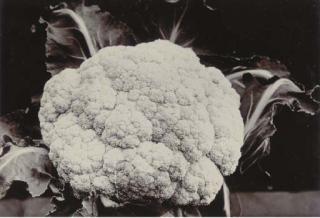 Charles Jones - Broccoli Leamington, c. 1902
