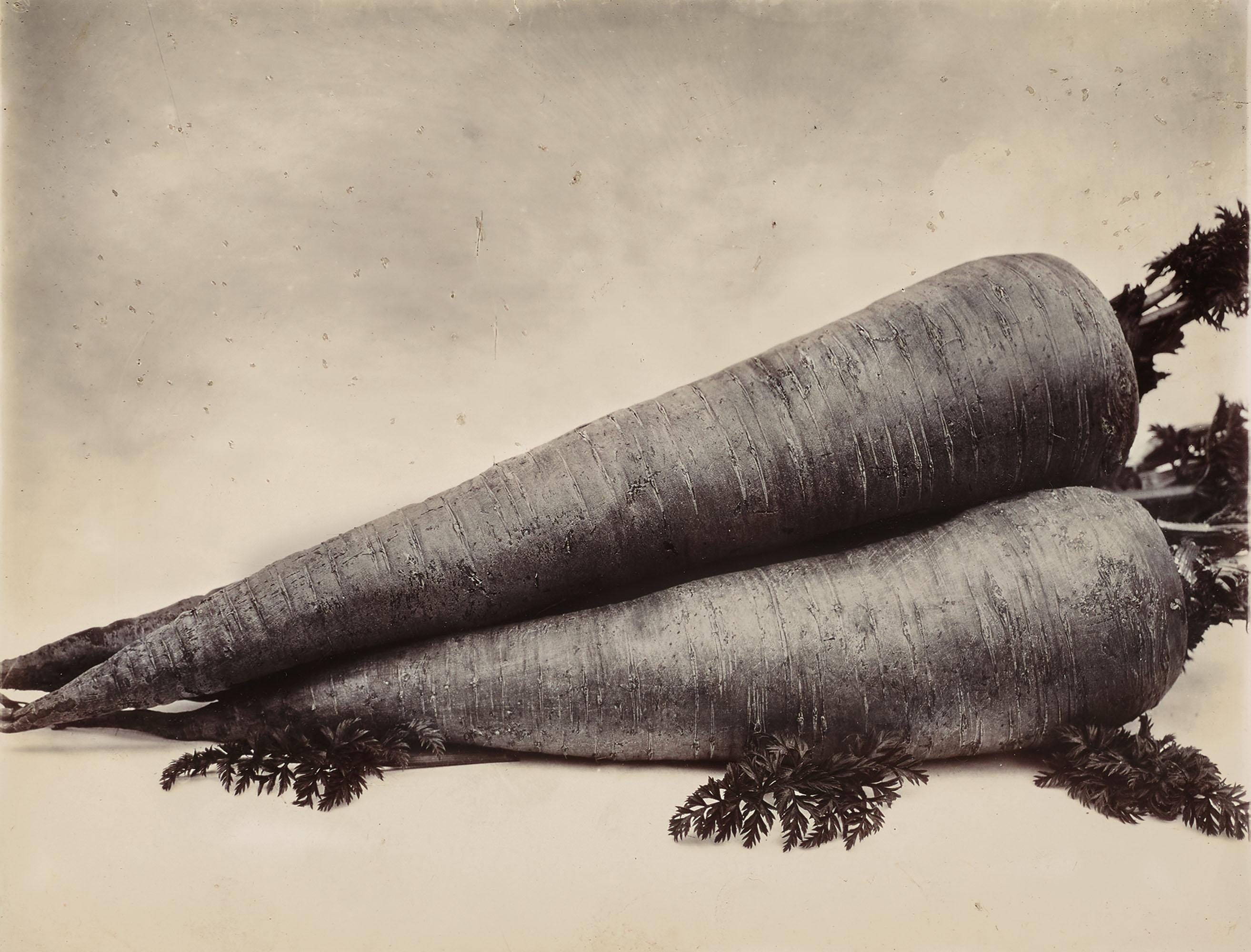 Charles Jones - Carrot Long Red, c. 1900