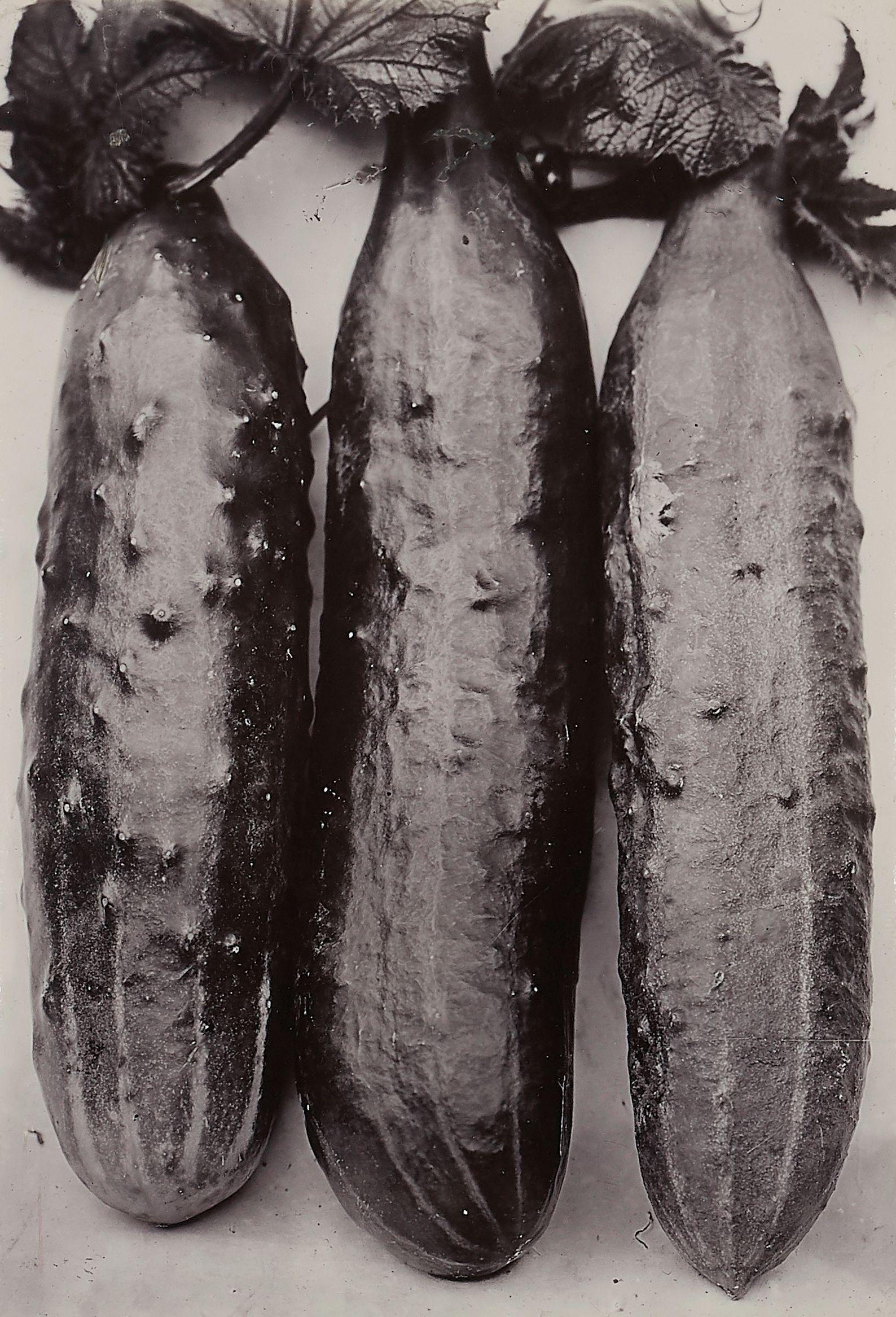 Charles Jones - Cucumber Ridge