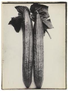 Charles Jones - \'Cucumber Telegraph\'