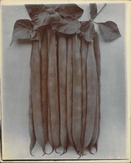 Charles Jones - Dwarf Bean Masterpiece, c. 1895-1910