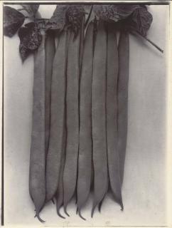 Charles Jones - Dwarf Bean Masterpiece, C.1900