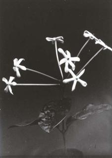 Charles Jones - Posoqueria Longiflora