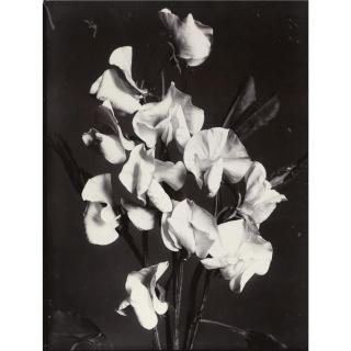 Charles Jones - \'Pyrethrum Single\' And \'Sweet Pea Countess Of Ancaster\', C. 1900