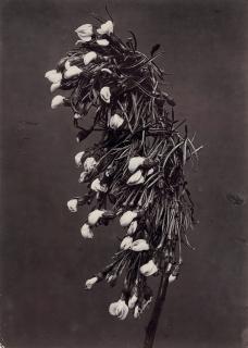 Charles Jones - Roralia Affinis, c. 1900