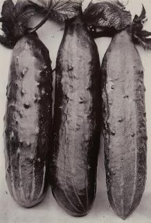 Charles Jones - Selected studies 4