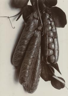 Charles Jones - Selected Vegetable Studies