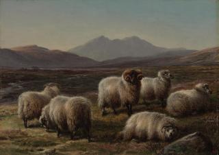 Charles Jones - Sheep in a Highland landscape