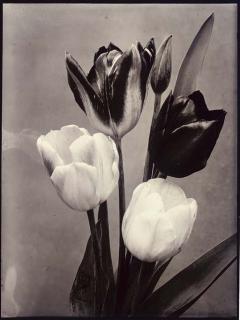 Charles Jones - Single Tulips Mixed, C.1900