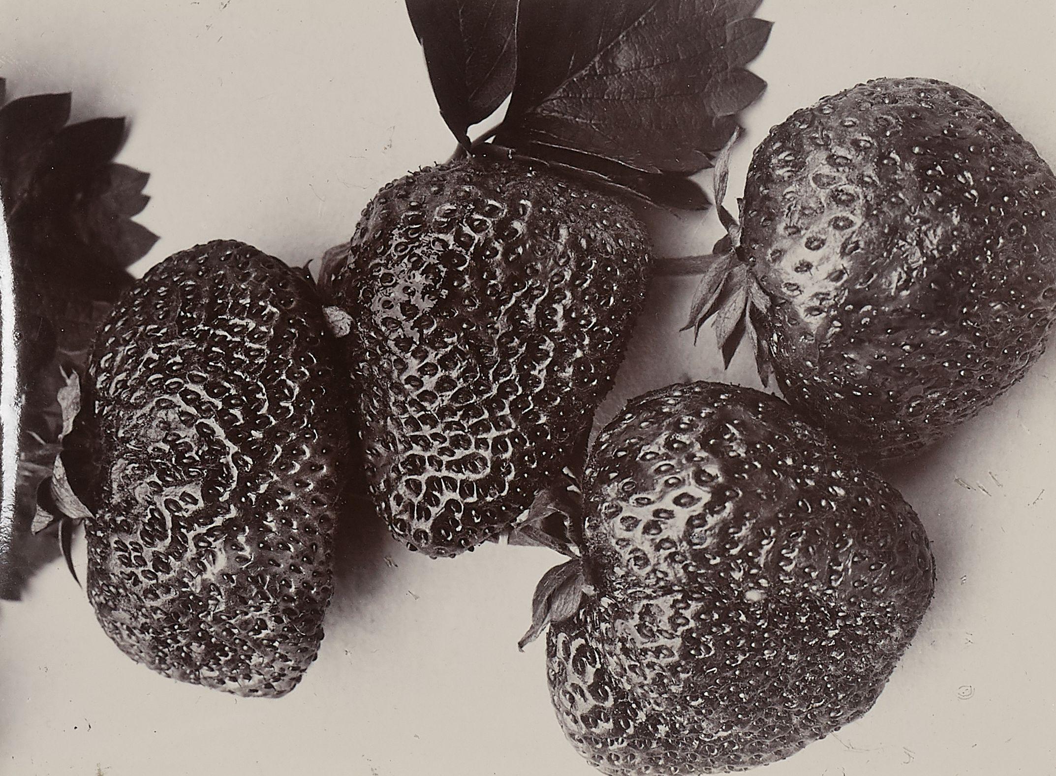 Charles Jones - Strawberry Leader