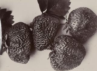 Charles Jones - Strawberry Leader