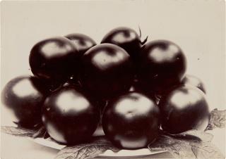 Charles Jones - \'Tomato Perfection\', 1900