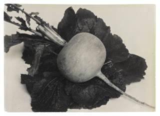 Charles Jones - \'Turnip Green Top\'