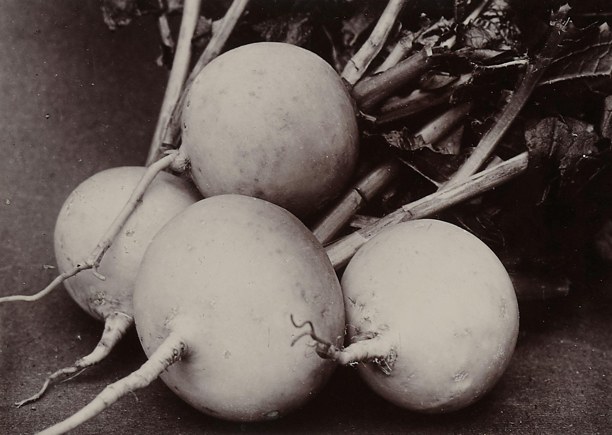 Charles Jones - Turnip Snowball