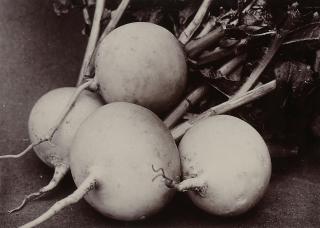 Charles Jones - Turnip Snowball