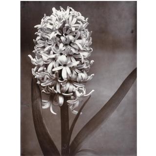 Charles Jones - Two Studies Of Hyacinths, C. 1900